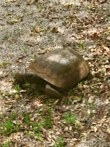 Samson’s Island: A Hidden Jewel in Satellite Beach – The Casual Outdoorsman