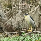 A Cloudy Day on Snake Creek