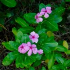 Wild Flowers Along A Trail