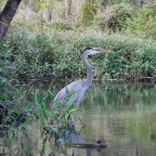 Blackwater Creek from Seminole State Forest to Wekiva River
