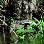 Silver and Ocklawaha Rivers from Silver Springs  to Eureka